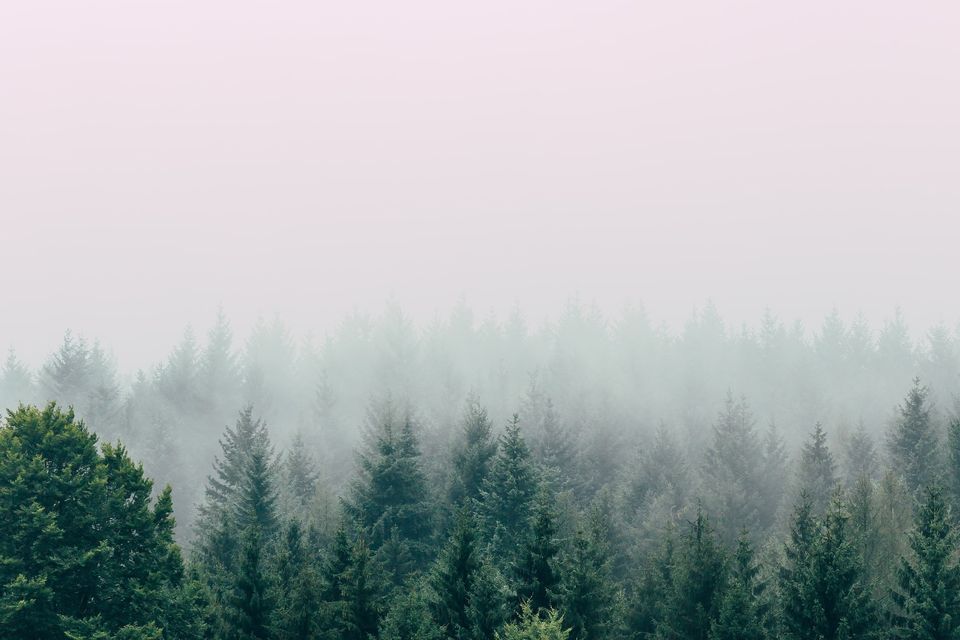 NAVIGATING SUSTAINABLE FORESTRY: VOICES FROM THE FIELD